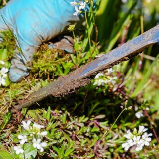 Photo by Couleur gardening, garden, weed, pluck, weeding, ornamental garden, garden tool, shovel, nature, deep-seated, root, remove, spring